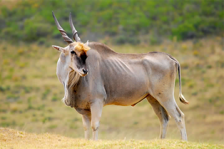 Cape Eland Bull (Trophy)