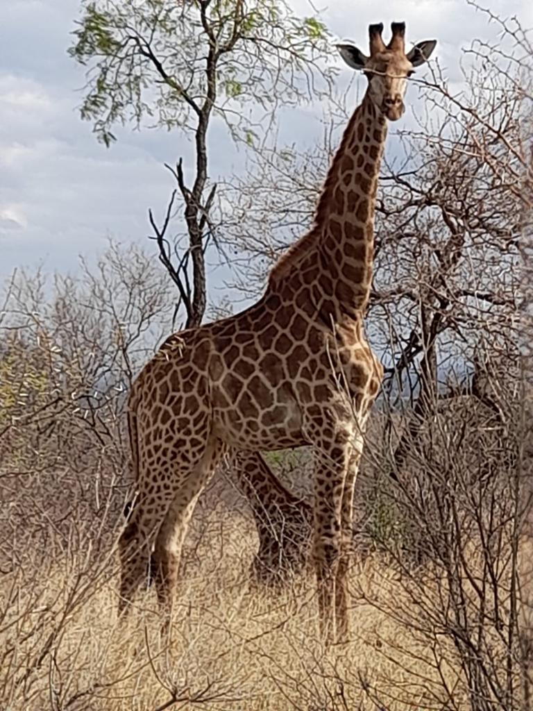 Giraffe Bull 