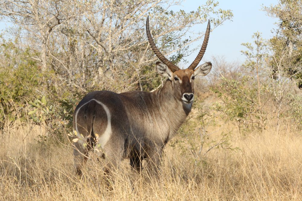 Waterbuck Bull (Trophy) 27" Plus