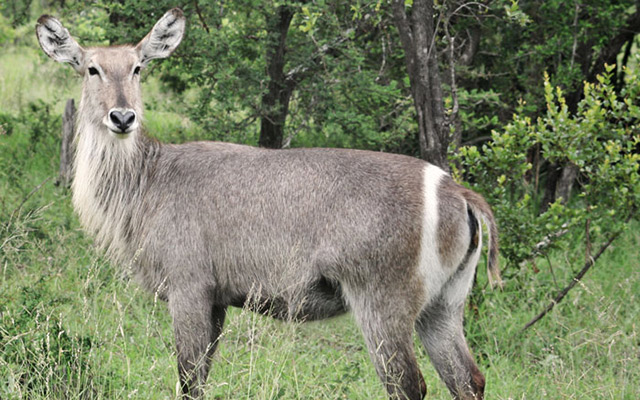 Waterbuck Cow