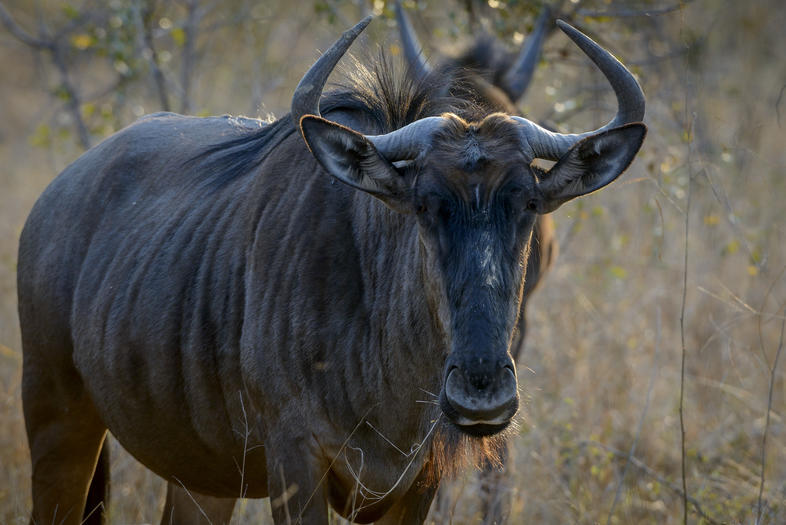 Blue Wildebeest Cow