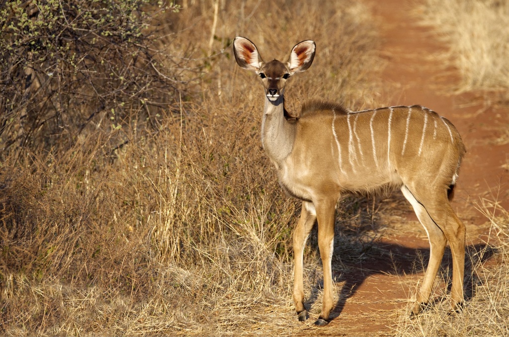 Kudu Cow