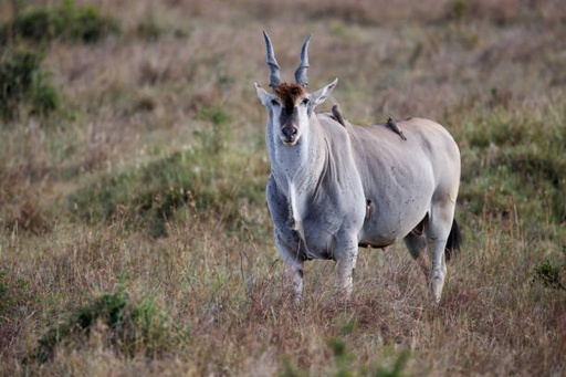 Cape Eland Bull