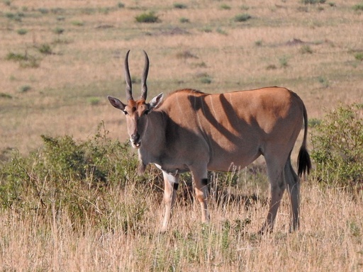 Cape Eland Cow