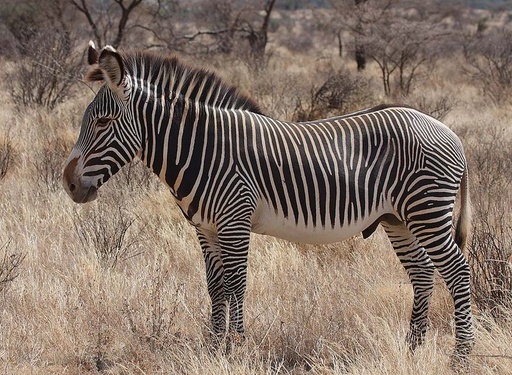 Zebra Stallion