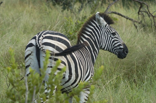 Zebra Mare