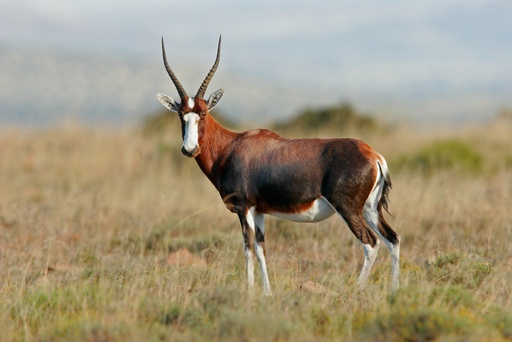 Blesbok Ram 