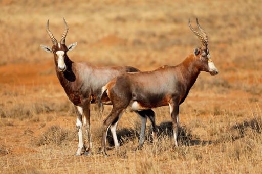 Blesbok Ewe