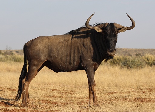 Blue Wildebeest Bull