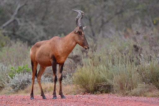 Red Hartebeest Bull 