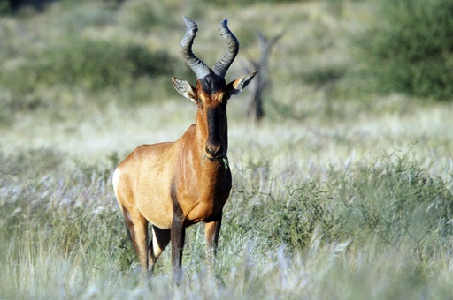 Red Hartebeest Cow