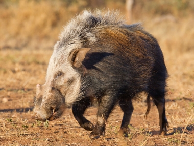 Wild Boar - Male & Female