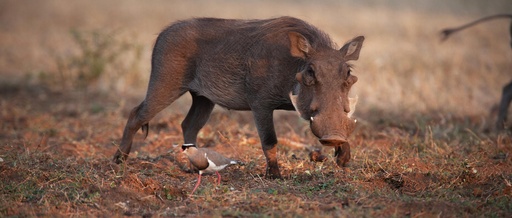 Warthog - Male & Female