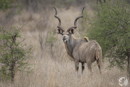 Kudu Bull